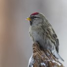  Common Redpoll (Carduelis flammea)