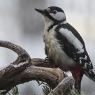 Great Spotted  Woodpecker(Dendrocopos major)