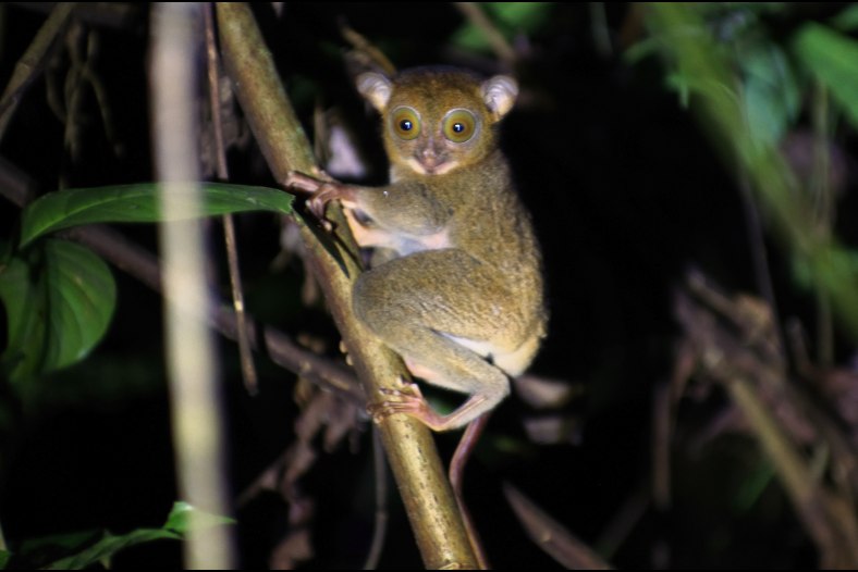 Tarsier