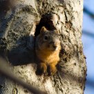 Squirrel in a Beech Tree