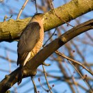 Cooper's Hawk