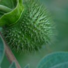 Thorns