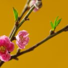 Peach Flowers