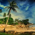 coconut tree