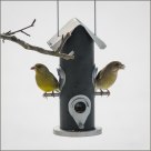the greenfinch