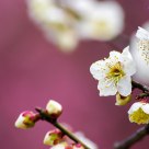 The Plum Flower