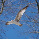 Seagull