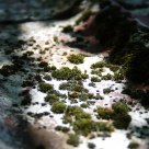 Small world
