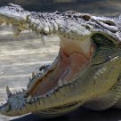Smilin' croco