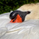 Mute Swan