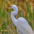 Great Heron