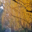 Willows