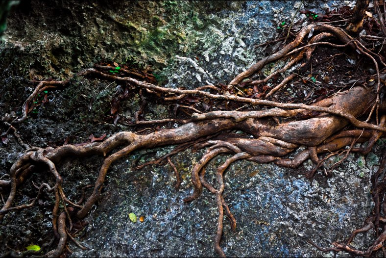 Veins