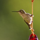 It's My Feeder