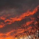 Bare Tree At Sunset