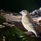 Chloris chloris