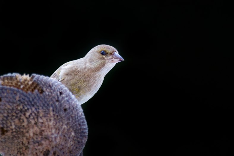 Chloris chloris