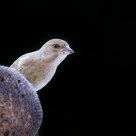 Chloris chloris