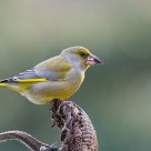 Chloris chloris