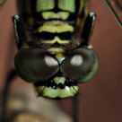 dragonfly eyes