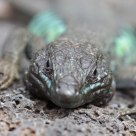 Lézard atlantique - Gallotia atlantica