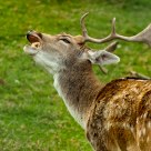Cervus Elaphus
