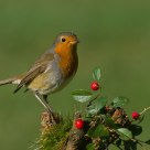 robin