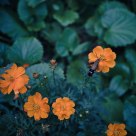 flower and bee
