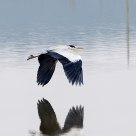 Flying above Water Surface
