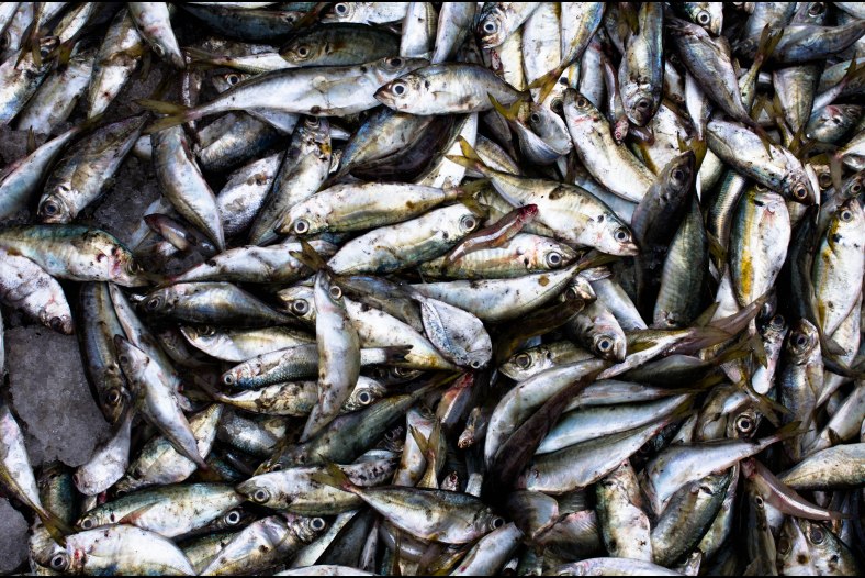 Fishes in Market