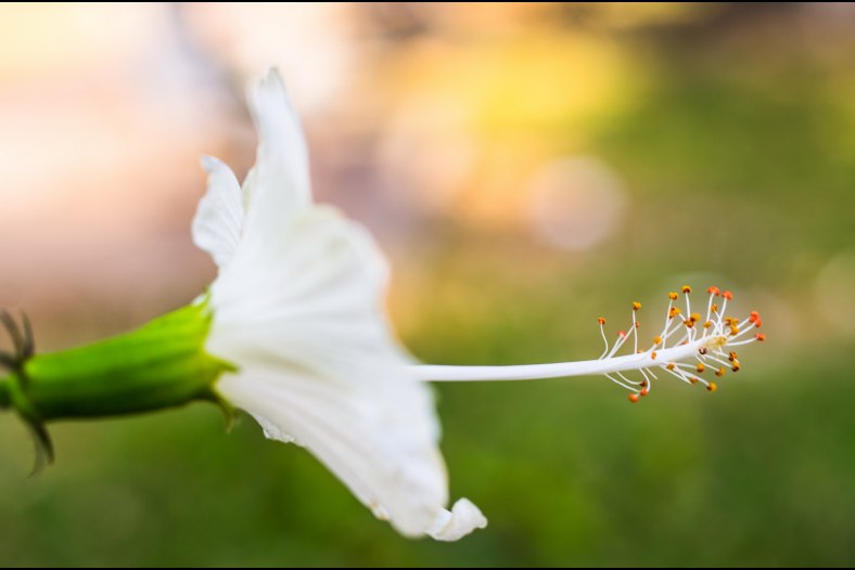 White Flower