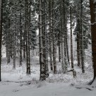 Winter has returned to Reichswald Forest