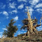 Ancient Bristlecone Pine