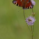 The European Peacock