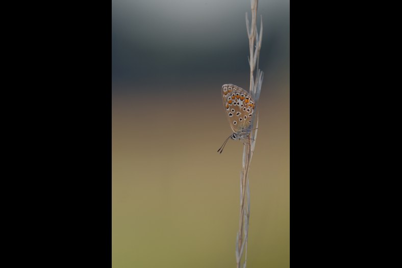 Lycaenidae