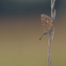 Lycaenidae