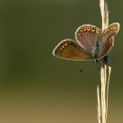 Lycaenidae