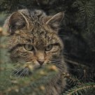 European Wildcat