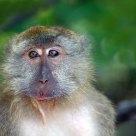Monkey Model