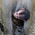 Baby Monkey