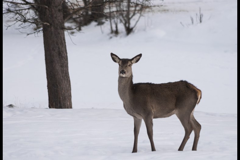 Hjort (Cervus elaphus)