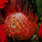 Red Flower