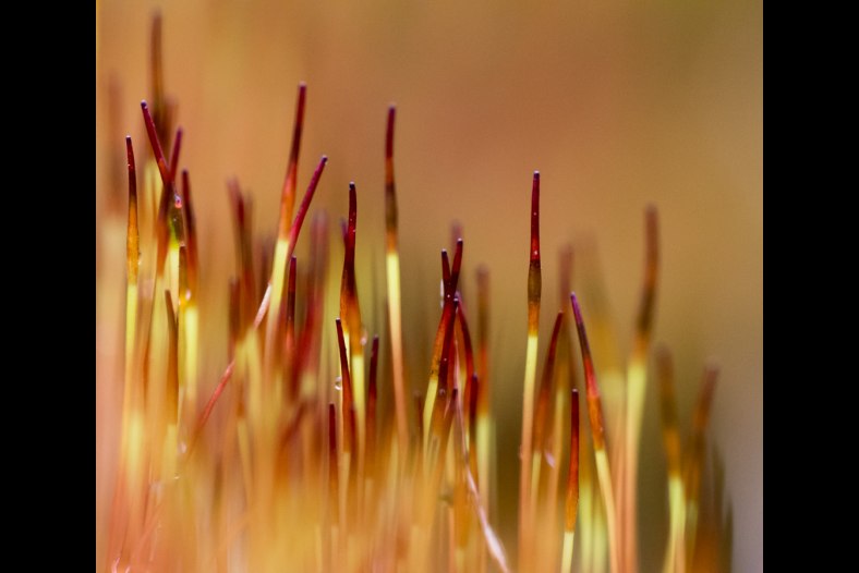 Moss