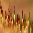 Moss
