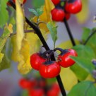 Fruits