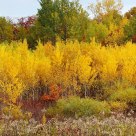Autumn 2006, Minnesota Style