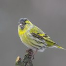 Siskin