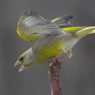 Greenfinch