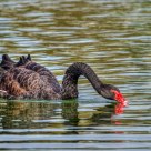 Black Swan