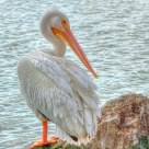 White Pelican
